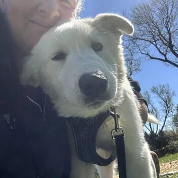 Great Pyrenees Dogs Available for Adoption in Rockville, Maryland - Orion | PetCurious