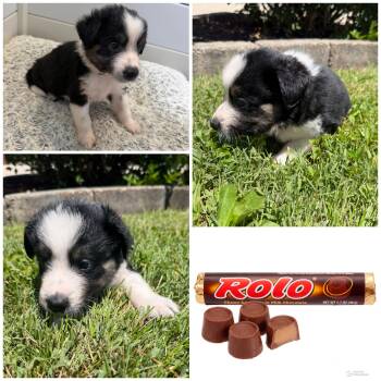 Rolo -  Mixed Breed Dog Available for Adoption in Spring Hill, Tennessee - Rolo | PetCurious