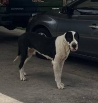 LOKI -  Mixed Breed Dog for Adoption in Dallas, Texas - LOKI | PetCurious