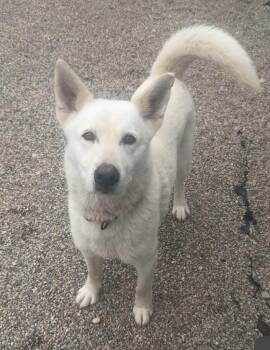 PLUTO -  Siberian Husky Dog for Adoption in Rochester, Indiana - PLUTO | PetCurious