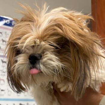Shih Tzu Dogs Available for Adoption in Yuma, Arizona - Barnacle Boy | PetCurious