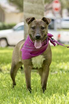 Gina -  Pit Bull Terrier and Belgian Shepherd Malinois Dog for Adoption in Mooresville, North Carolina - Gina | PetCurious