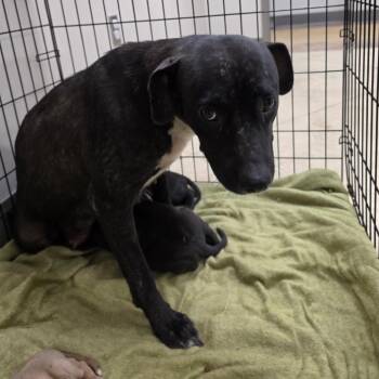 Tink - 072001U -  Terrier and Mixed Breed Dog for Adoption in Tupelo, Mississippi - Tink - 072001U | PetCurious