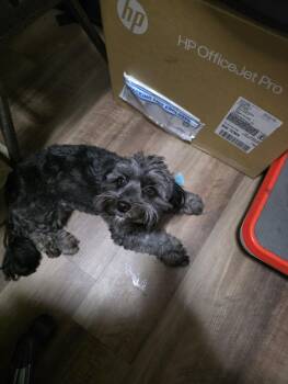 Rescue Terrier Dogs for Adoption in Puyallup, Washington - Luna | PetCurious