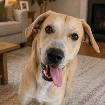 Labrador Retriever Dogs Available for Adoption in Susanville, California - Jack | PetCurious