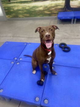 Rescue Pit Bull Terrier Dogs for Adoption in Woodland, California - Howie | PetCurious