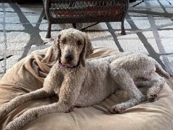 Rescue Standard Poodle Dogs for Adoption in Salisbury, North Carolina - Prince | PetCurious