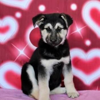 German Shepherd Dog and Mixed Breed Dogs Available for Adoption in Myrtle Beach, South Carolina - Marley (Primrose) | PetCurious