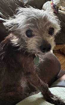 Dottie -  Chihuahua and Chinese Crested Dog Dog for Adoption in St. Peters, Missouri - Dottie | PetCurious