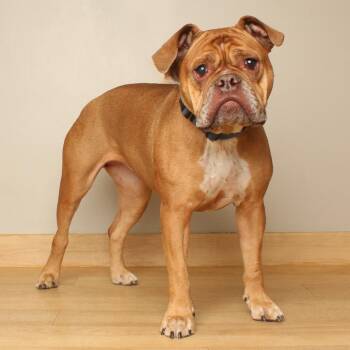 Becky D71057 -  English Bulldog Dog for Adoption in Minnetonka, Minnesota - Becky D71057 | PetCurious
