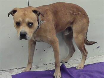 American Staffordshire Terrier and Mixed Breed Dogs Available for Adoption - GUS | PetCurious