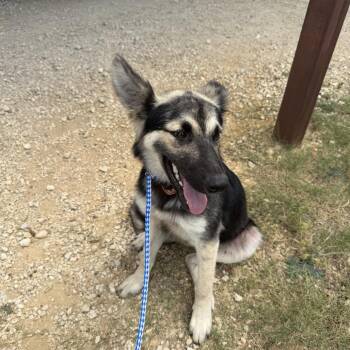 Annie -  German Shepherd Dog Dog for Adoption in Madison, Wisconsin - Annie | PetCurious