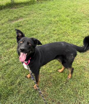 Rescue Shepherd and German Shepherd Dog Dogs for Adoption in Morris, Minnesota - Lilith | PetCurious