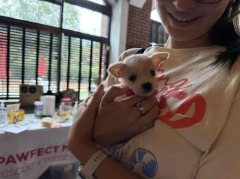 Opie -  Chihuahua and Shih Tzu Dog for Adoption in Holly Springs, North Carolina - Opie | PetCurious