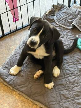 Mixed Breed Dogs Available for Adoption - Millie | PetCurious