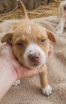 Terrier and Labrador Retriever Dogs Available for Adoption in Batesville, Arkansas - Iron | PetCurious