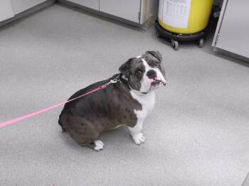 UNCLE PHIL -  English Bulldog and French Bulldog Dog for Adoption in Omaha, Nebraska - UNCLE PHIL | PetCurious