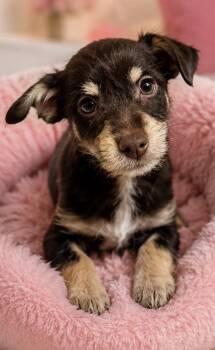 LULU -  Terrier Dog for Adoption in Margate, Florida - LULU | PetCurious