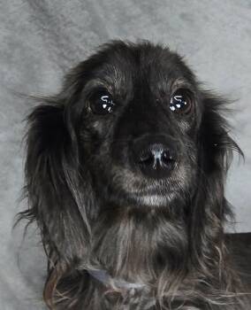 Gaeta -  Dachshund Dog for Adoption in Newport, Tennessee - Gaeta | PetCurious