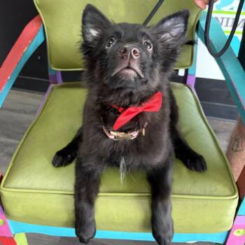 Ricky -  Shepherd and Retriever Dog for Adoption in Louisville, Kentucky - Ricky | PetCurious