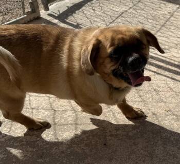Weezie -  Pug Dog for Adoption in Deming, New Mexico - Weezie | PetCurious