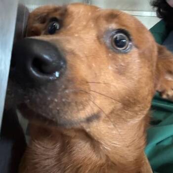 Jersey -  Australian Cattle Dog Blue Heeler Dog for Adoption in Des Moines, Iowa - Jersey | PetCurious