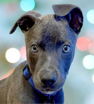 Hocus -  Mixed Breed Dog for Adoption in Schaumburg, Illinois - Hocus | PetCurious