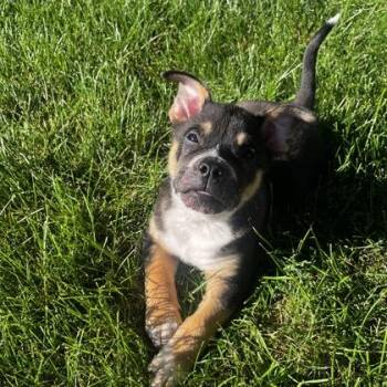 Snoopy -  Mixed Breed Dog for Adoption in Janesville, Wisconsin - Snoopy | PetCurious