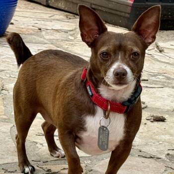 Gabriel - bonded with Evangeline -  Chihuahua Dog for Adoption in Hondo, Texas - Gabriel - Bonded With Evangeline | PetCurious