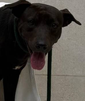 Labrador Retriever and Terrier Dogs Available for Adoption - Brown Sugar | PetCurious