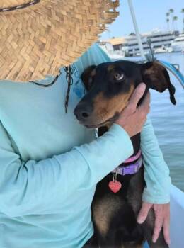 Rescue Doberman Pinscher Dogs for Adoption in Los Angeles, California - Sunshine Loves Dogs! | PetCurious