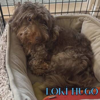 Dachshund Dogs Available for Adoption in San Antonio, Texas - Loki Hugo | PetCurious