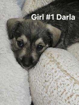 Rescue Miniature Schnauzer and German Shepherd Dog Dogs for Adoption in Houston, Texas - Darla | PetCurious