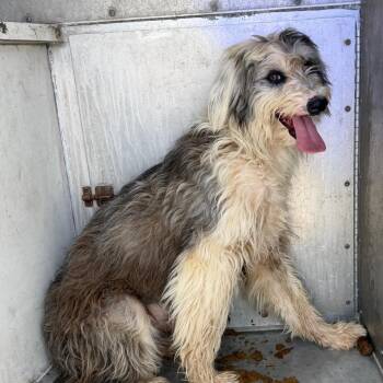Jayda -  Terrier and Mixed Breed Dog for Adoption in Edinburg, Texas - Jayda | PetCurious