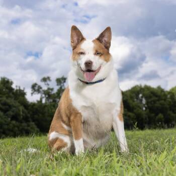 Reuben -  Mixed Breed Dog for Adoption in Franklin, Tennessee - Reuben | PetCurious