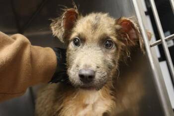 Mixed Breed Dogs Available for Adoption - FLUFFY | PetCurious