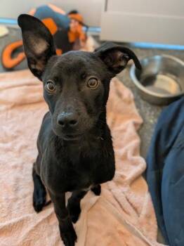 Black Coffee -  Mixed Breed Dog Available for Adoption in New Orleans, Louisiana - Black Coffee | PetCurious
