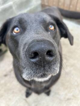 Rescue Labrador Retriever Dogs for Adoption in Quilcene, Washington - Leia | PetCurious