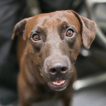 Tanner -  Retriever Dog for Adoption in Bronson, Florida - Tanner | PetCurious