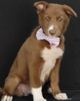 Dairy Queen -  German Shepherd Dog Dog for Adoption in Newland, North Carolina - Dairy Queen | PetCurious