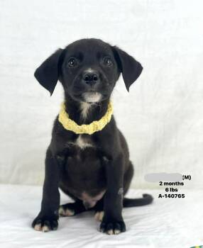 Labrador Retriever and Beagle Dogs Available for Adoption - Barkley The Mixed Breed Puppy | PetCurious