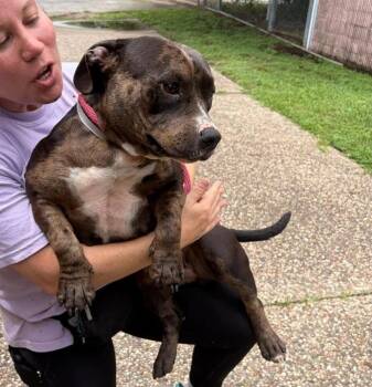 Reny Clark -  English Bulldog and Pit Bull Terrier Dog for Adoption in Sedalia, Colorado - Reny Clark | PetCurious
