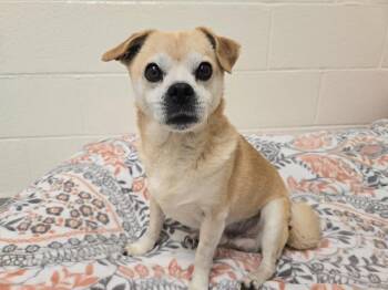 Pug and Mixed Breed Dogs Available for Adoption in Auburn, California - PUGSLEE | PetCurious