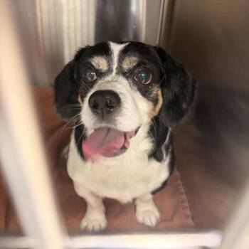 Parker -  Mixed Breed Dog for Adoption in Davenport, Iowa - Parker | PetCurious
