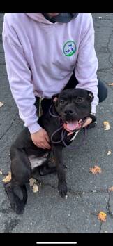 Rescue Terrier and Mixed Breed Dogs for Adoption in Pomona, New York - Zero | PetCurious