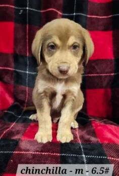 Australian Shepherd Dogs Available for Adoption - Chinchilla | PetCurious