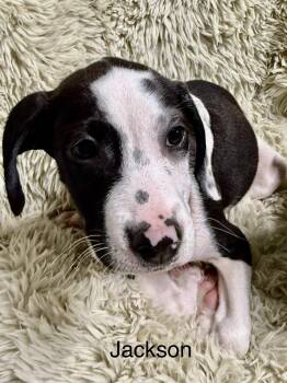 Rescue American Staffordshire Terrier and Jack Russell Terrier Dogs for Adoption in Modesto, California - Jackson | PetCurious