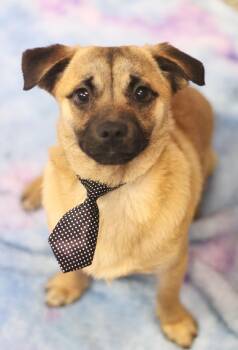 Pug Dogs Available for Adoption - Clyde In NH! Come Meet Our Adoptable Dogs Wednesday-Saturday. Mo | PetCurious