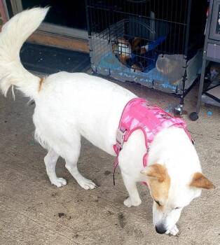 Rescue Labrador Retriever and Husky Dogs for Adoption in San Antonio, Texas - ZUZU | PetCurious