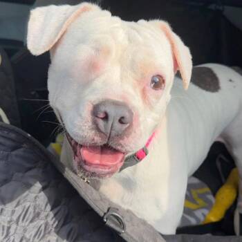 Coral -  Mixed Breed Dog for Adoption in Springboro, Ohio - Coral | PetCurious